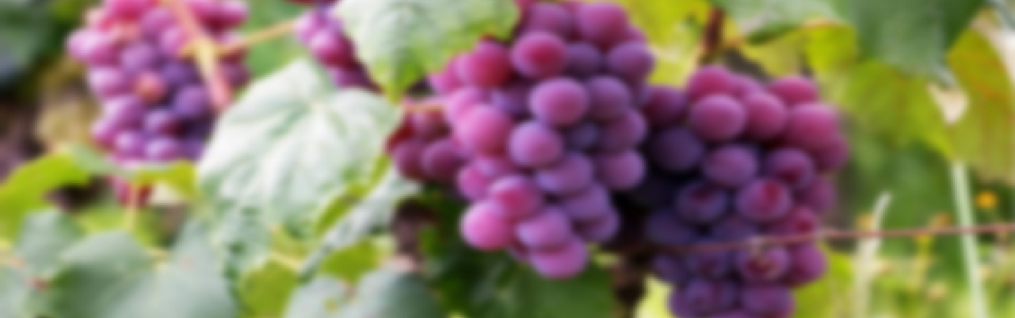 Picture of Grapes